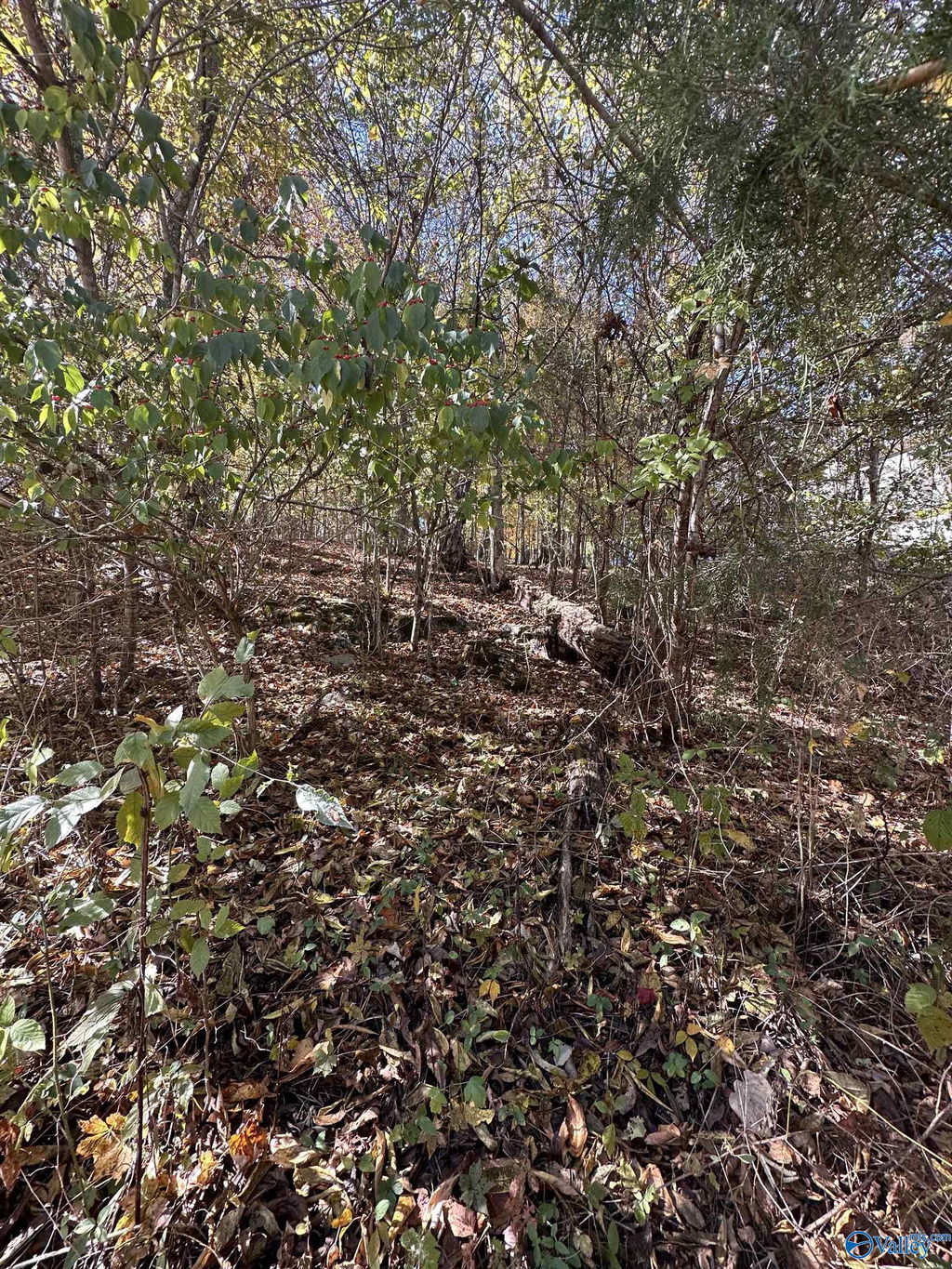 Media Image 1