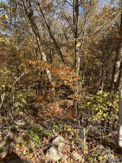 Media Image 2