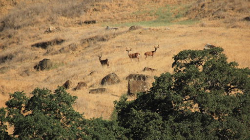 Media Image 3