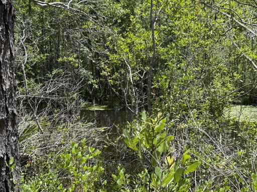 Media Image 3