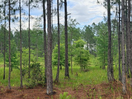 Media Image 3