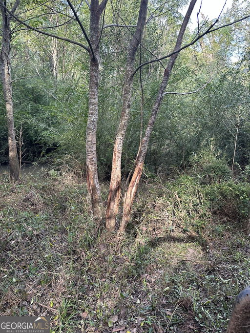 Media Image 2
