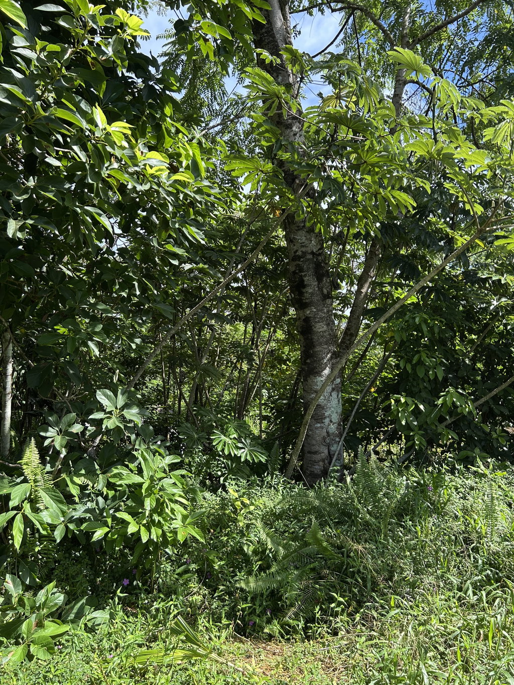 Media Image 1