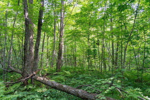 Media Image 3
