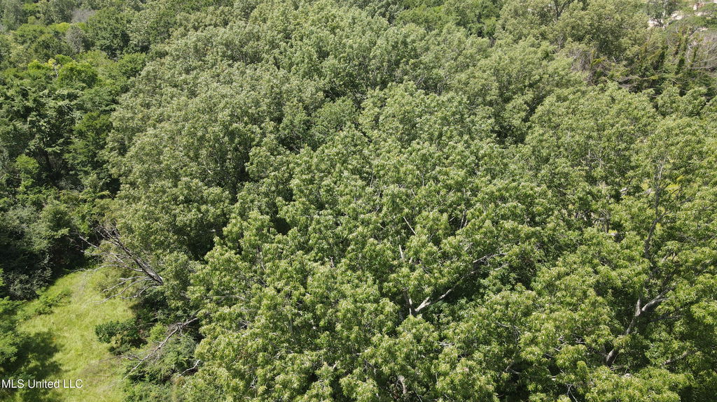 Media Image 1