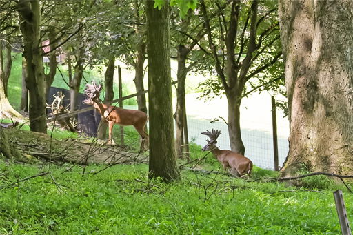 Media Image 3
