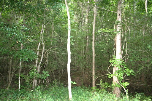 Media Image 3
