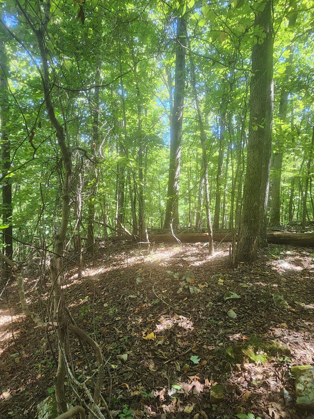 Media Image 1