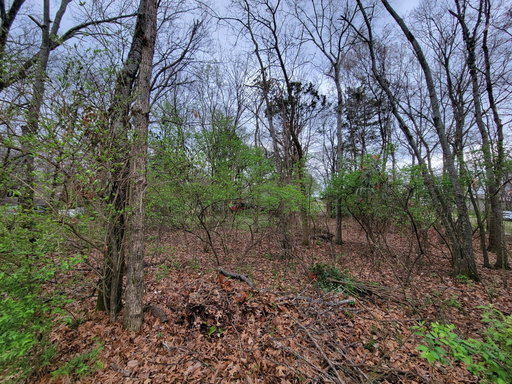 Media Image 2