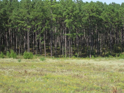 Media Image 2